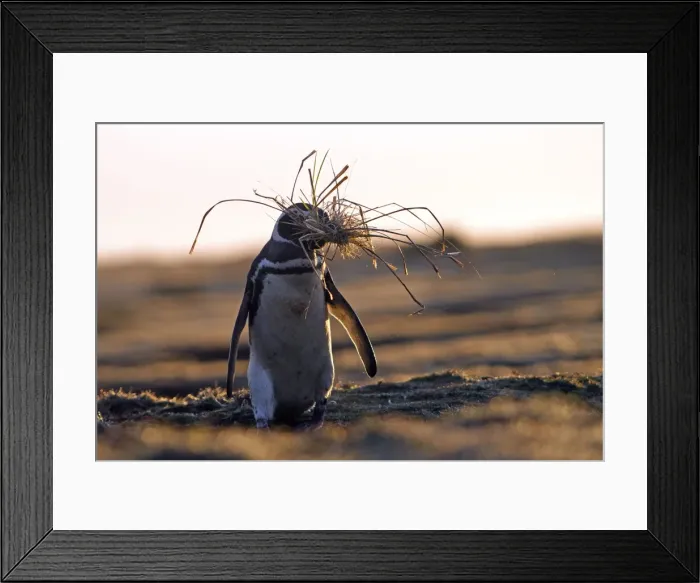 Framed Print : Picture No. 10891967 Framed Print : Picture No. 10891967