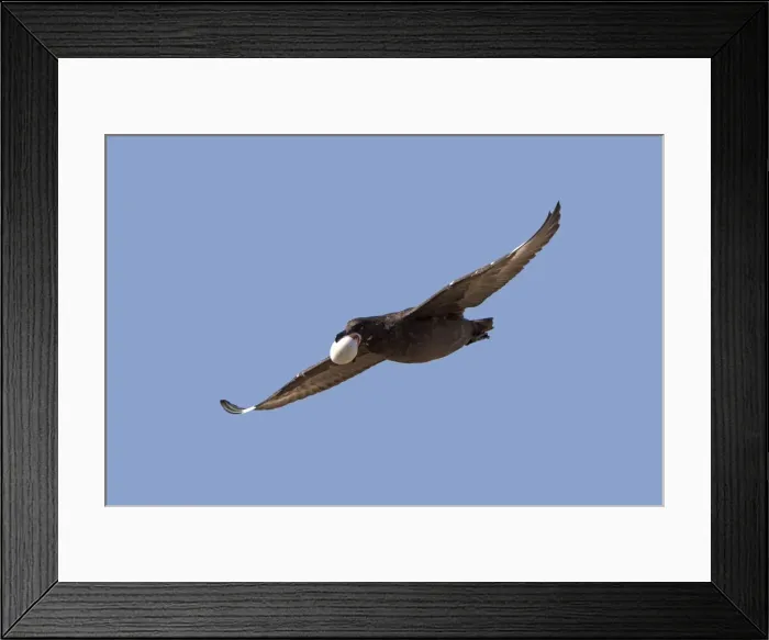 Framed Print : Picture No. 10891968 Framed Print : Picture No. 10891968