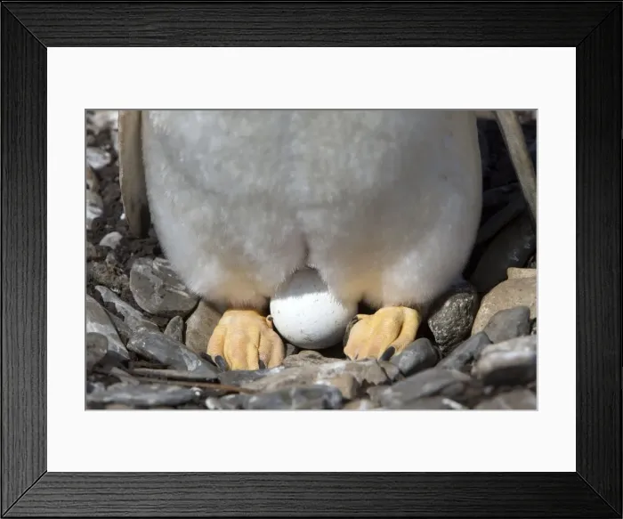 Framed Print : Picture No. 10891962 Framed Print : Picture No. 10891962