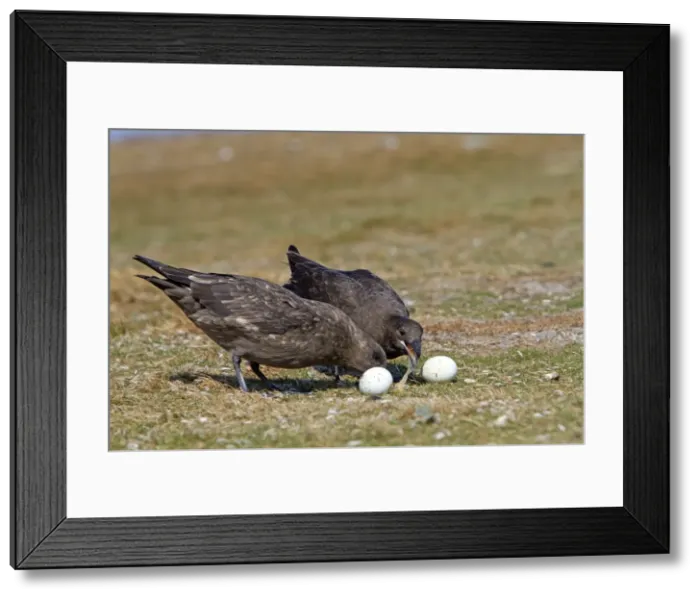 Framed Print : Picture No. 10891969 Framed Print : Picture No. 10891969