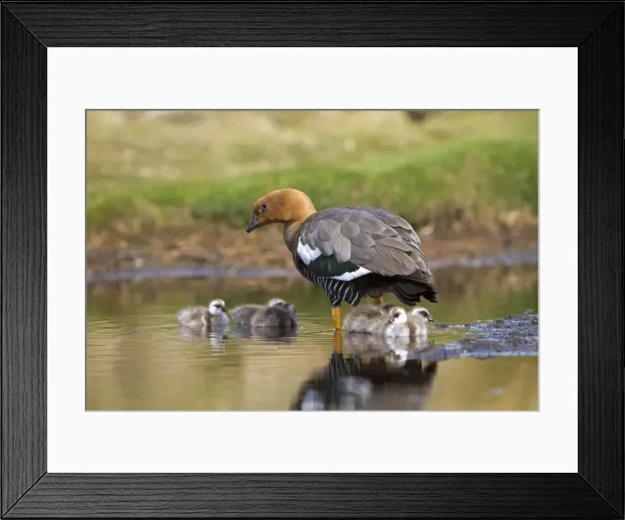 Framed Print : Picture No. 10891960 Framed Print : Picture No. 10891960