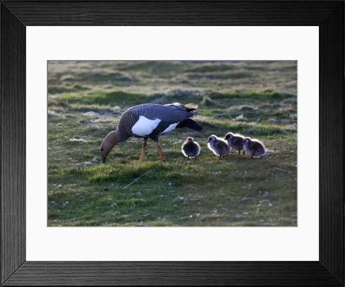Framed Print : Picture No. 10891958 Framed Print : Picture No. 10891958