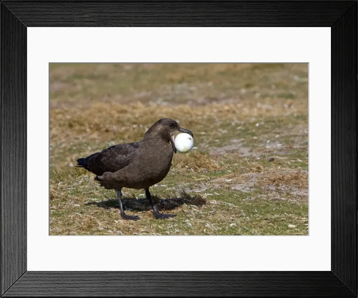 Framed Print : Picture No. 10891970