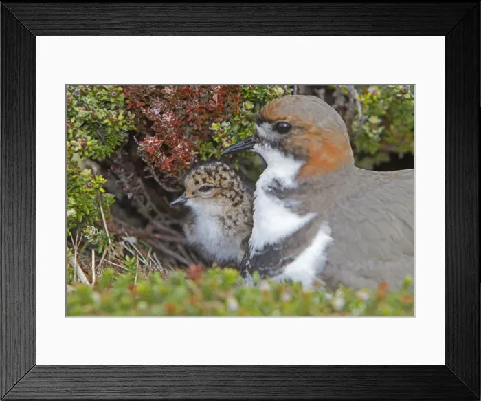 Framed Print : Picture No. 10891975 Framed Print : Picture No. 10891975