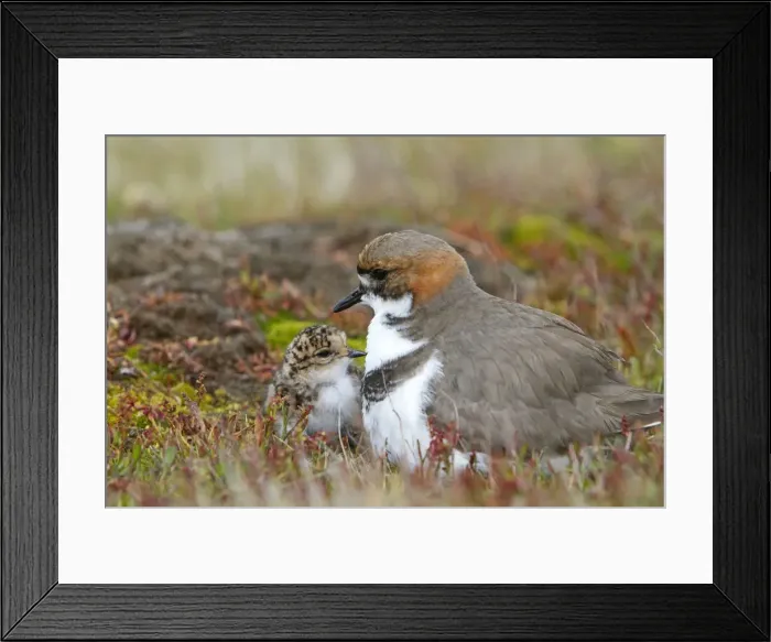 Framed Print : Picture No. 10891973