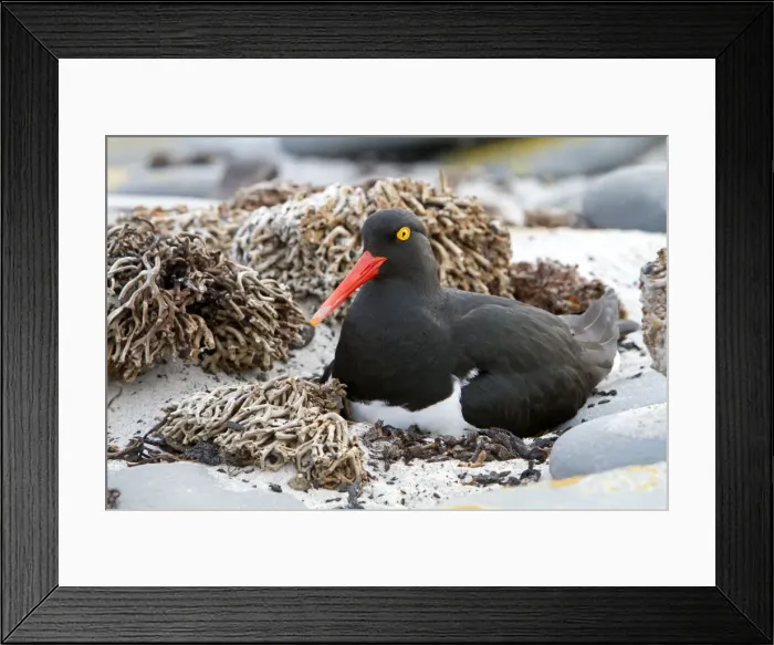 Framed Print : Picture No. 10891972 Framed Print : Picture No. 10891972