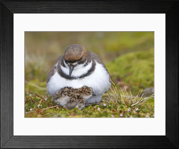 Framed Print : Picture No. 10891974 Framed Print : Picture No. 10891974