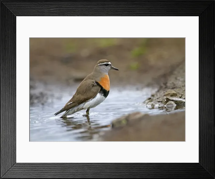 Framed Print : Picture No. 10891978 Framed Print : Picture No. 10891978