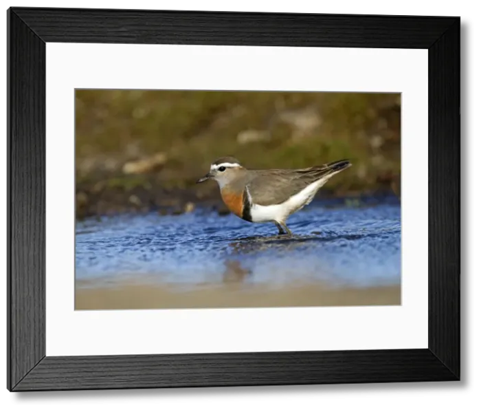 Framed Print : Picture No. 10891980