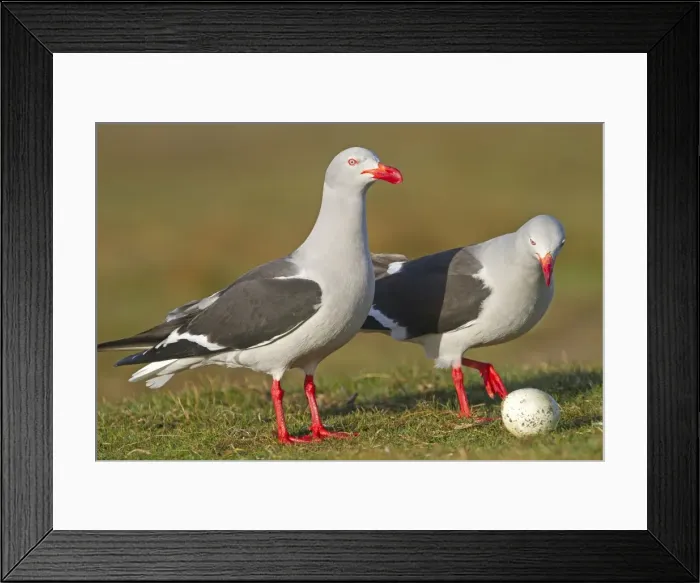 Framed Print : Picture No. 10891981 Framed Print : Picture No. 10891981