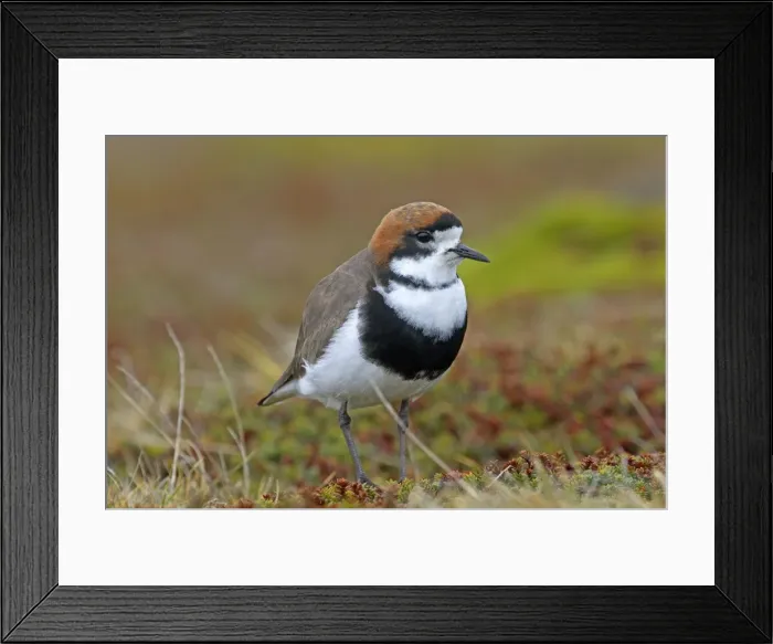 Framed Print : Picture No. 10891976 Framed Print : Picture No. 10891976