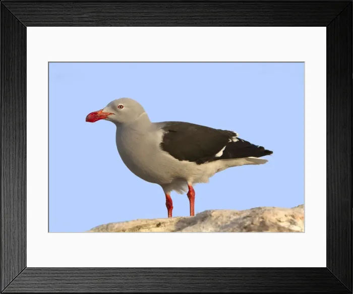 Framed Print : Picture No. 10891982 Framed Print : Picture No. 10891982