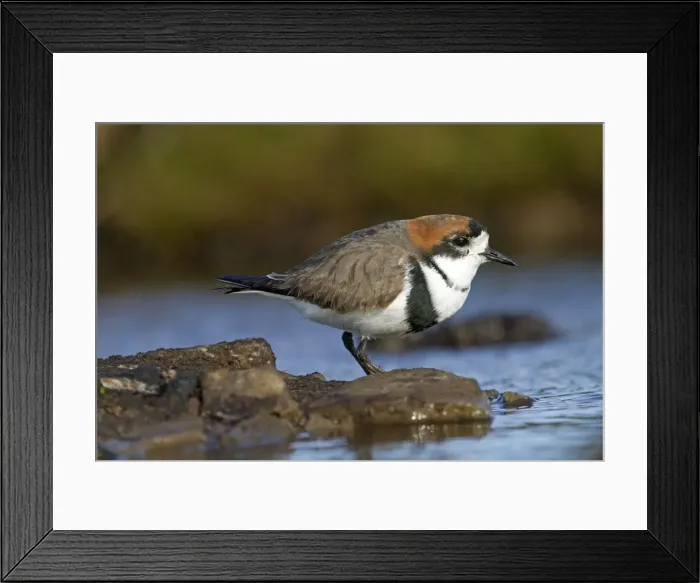 Framed Print : Picture No. 10891977 Framed Print : Picture No. 10891977