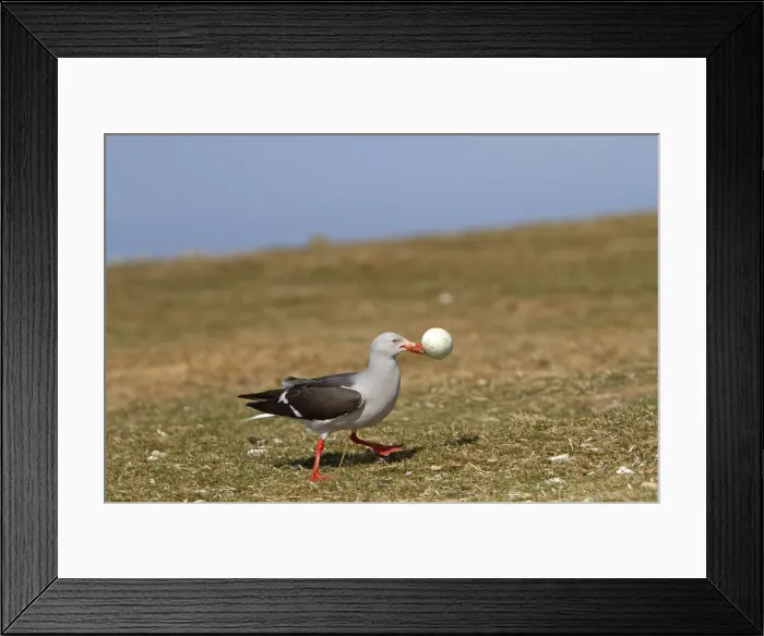 Framed Print : Picture No. 10891983 Framed Print : Picture No. 10891983