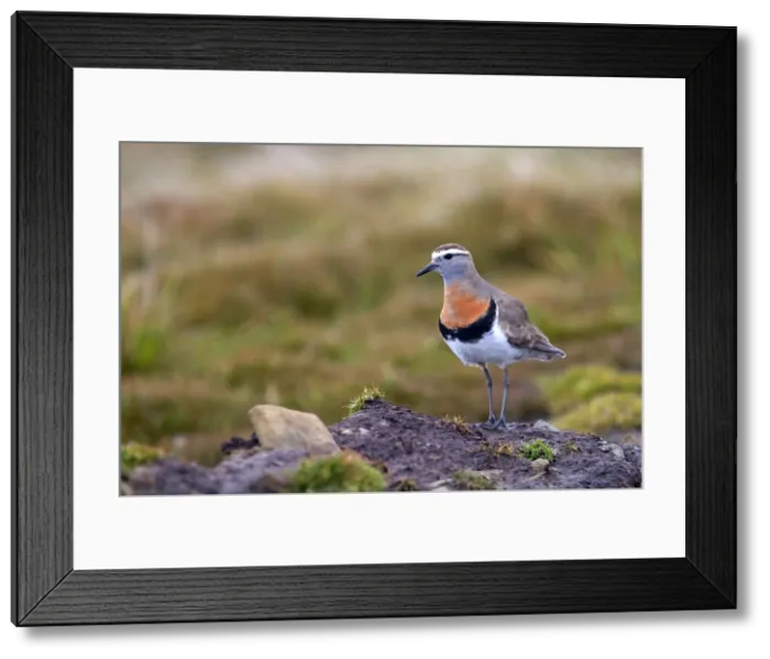 Framed Print : Picture No. 10891979