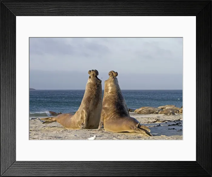 Framed Print : Picture No. 10891989 Framed Print : Picture No. 10891989