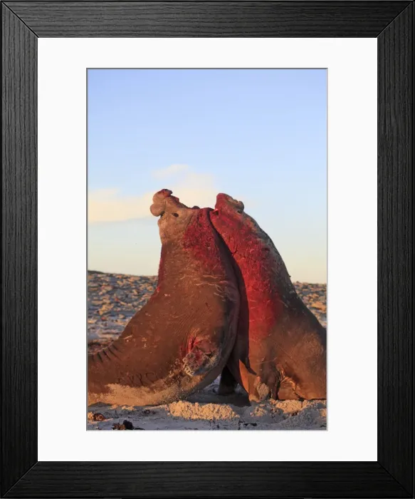 Framed Print : Picture No. 10891991 Framed Print : Picture No. 10891991