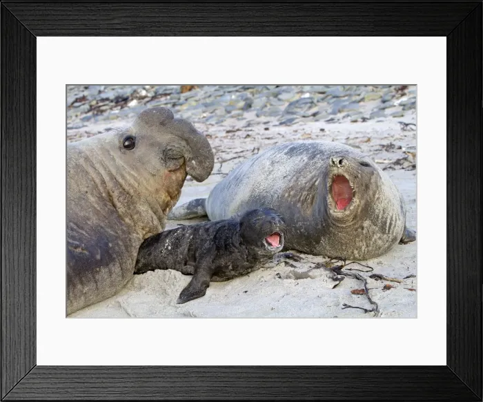 Framed Print : Picture No. 10891987 Framed Print : Picture No. 10891987