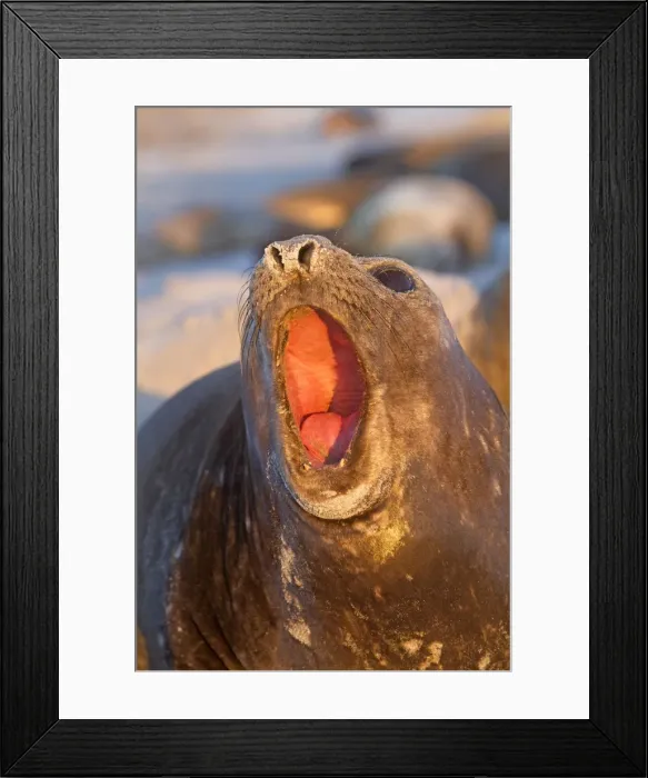 Framed Print : Picture No. 10891998 Framed Print : Picture No. 10891998