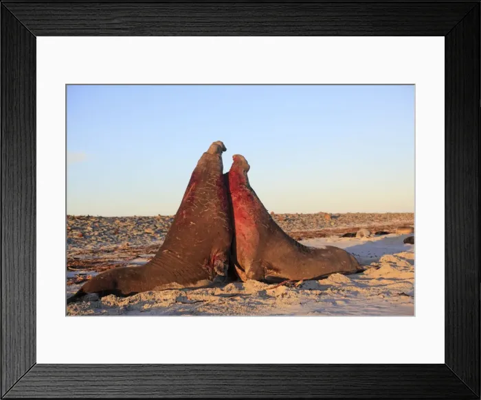 Framed Print : Picture No. 10892000 Framed Print : Picture No. 10892000