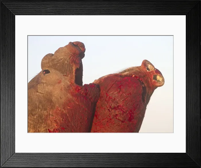 Framed Print : Picture No. 10892002