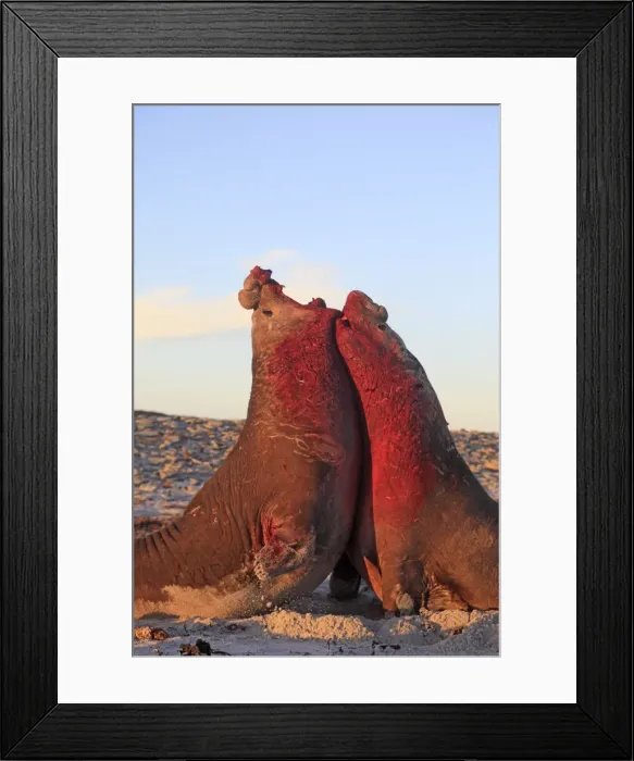 Framed Print : Picture No. 10891999 Framed Print : Picture No. 10891999