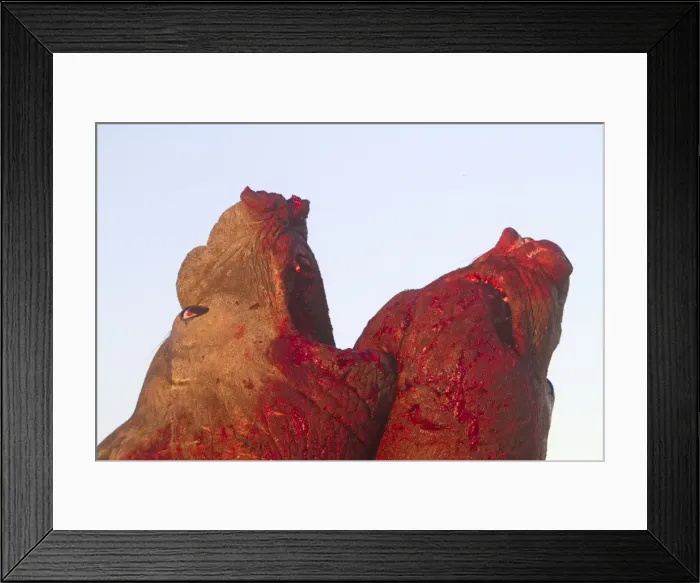 Framed Print : Picture No. 10892001 Framed Print : Picture No. 10892001