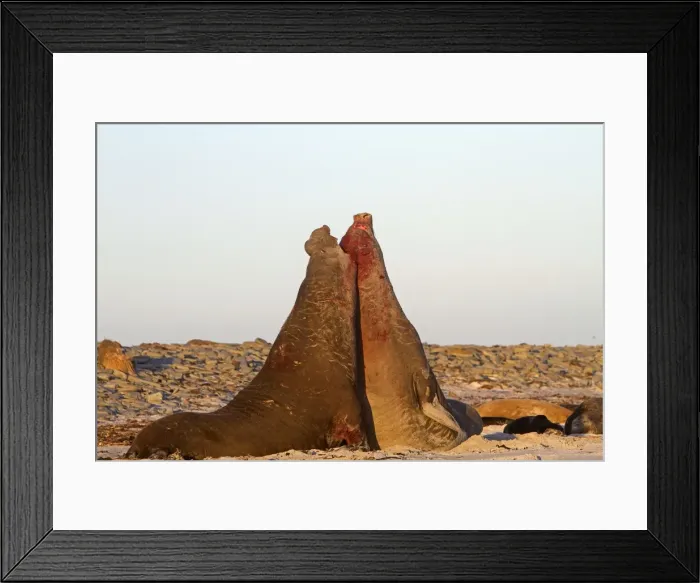 Framed Print : Picture No. 10892008 Framed Print : Picture No. 10892008