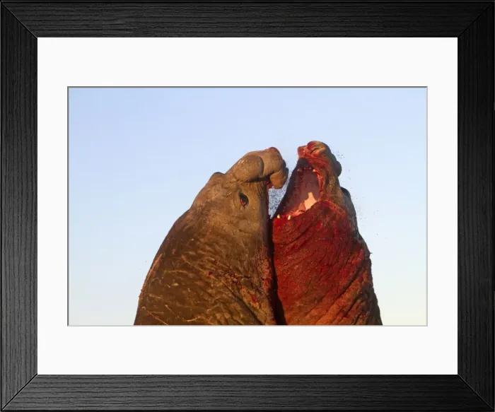 Framed Print : Picture No. 10892005 Framed Print : Picture No. 10892005