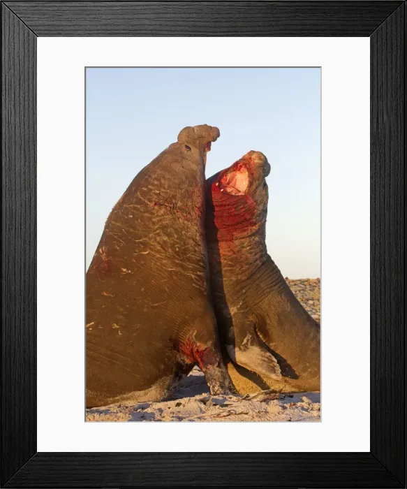 Framed Print : Picture No. 10892007 Framed Print : Picture No. 10892007