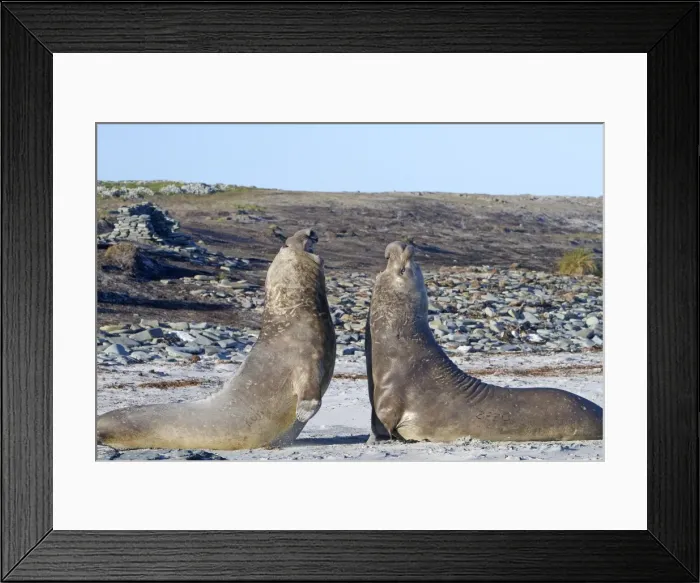 Framed Print : Picture No. 10892010 Framed Print : Picture No. 10892010