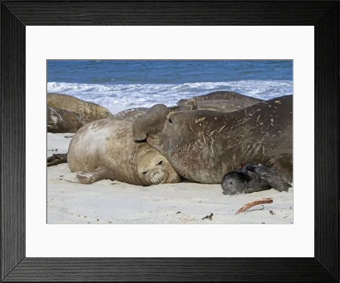 Framed Print : Picture No. 10892016 Framed Print : Picture No. 10892016