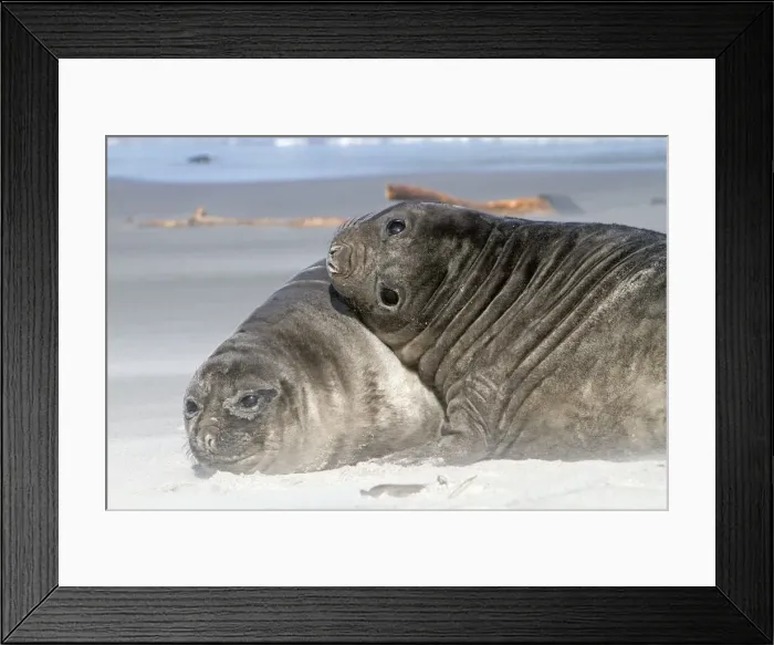 Framed Print : Picture No. 10892014 Framed Print : Picture No. 10892014