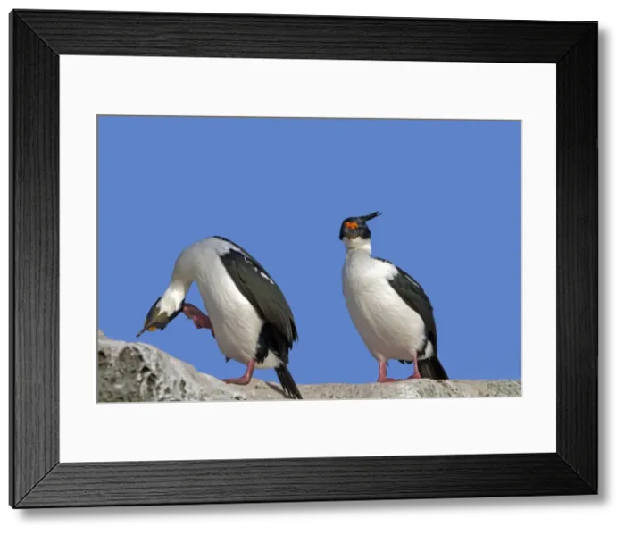 Framed Print : Picture No. 10892020 Framed Print : Picture No. 10892020