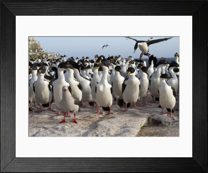 Framed Print : Picture No. 10892021 Framed Print : Picture No. 10892021