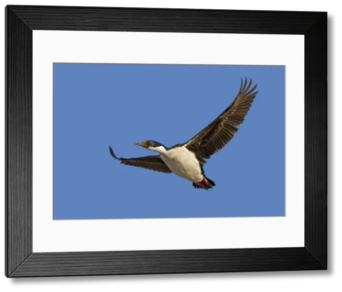 Framed Print : Picture No. 10892023 Framed Print : Picture No. 10892023