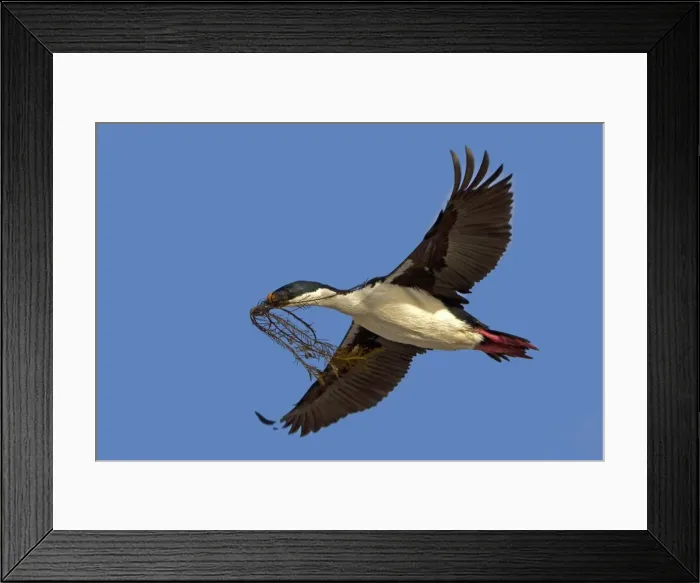 Framed Print : Picture No. 10892024 Framed Print : Picture No. 10892024