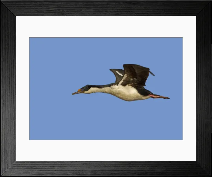 Framed Print : Picture No. 10892025 Framed Print : Picture No. 10892025