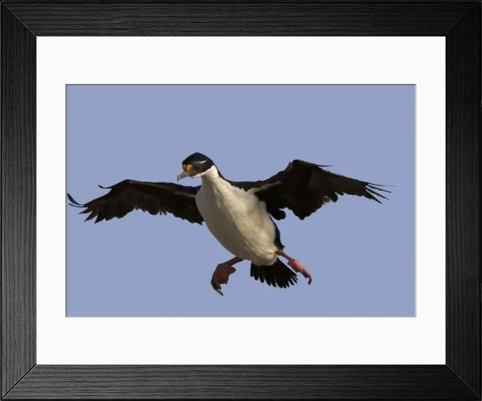 Framed Print : Picture No. 10892022 Framed Print : Picture No. 10892022