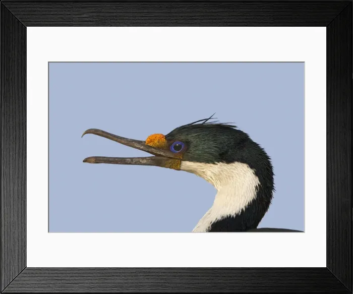 Framed Print : Picture No. 10892026 Framed Print : Picture No. 10892026