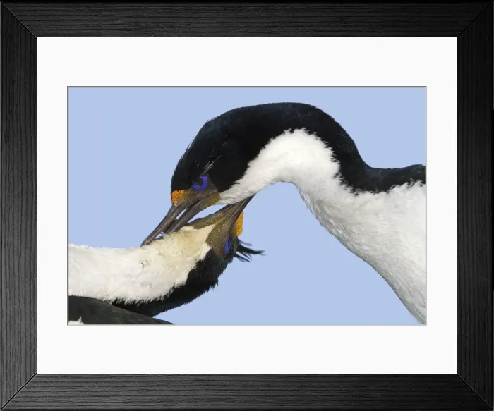 Framed Print : Picture No. 10892028 Framed Print : Picture No. 10892028