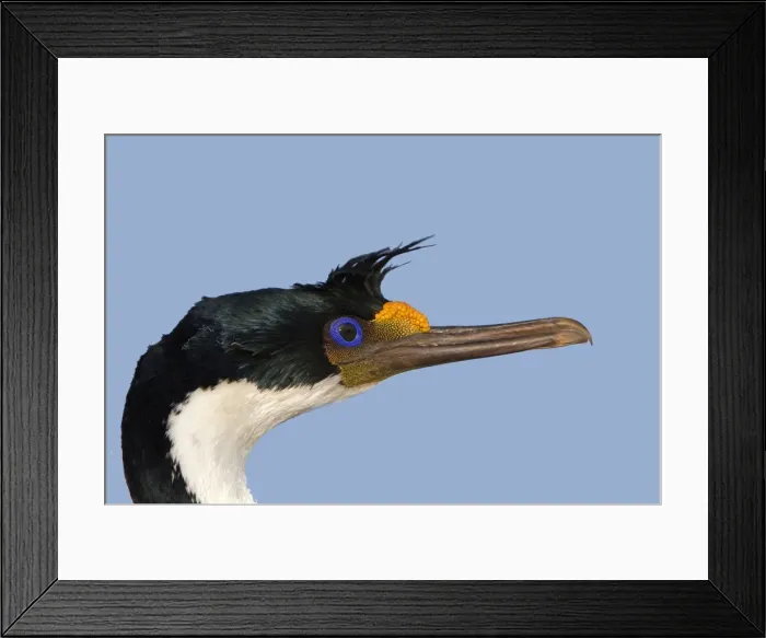 Framed Print : Picture No. 10892027 Framed Print : Picture No. 10892027