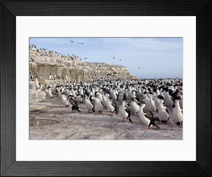 Framed Print : Picture No. 10892031 Framed Print : Picture No. 10892031