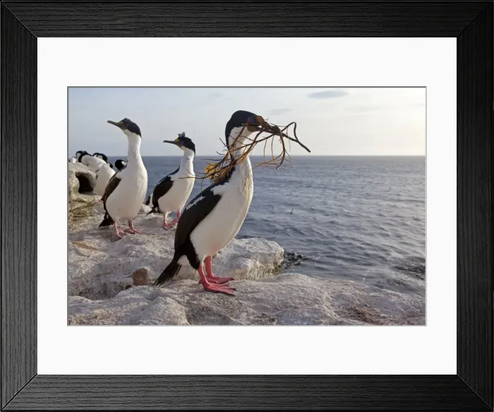 Framed Print : Picture No. 10892032 Framed Print : Picture No. 10892032