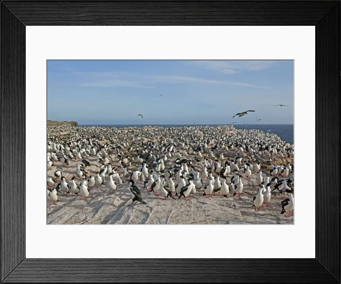 Framed Print : Picture No. 10892029 Framed Print : Picture No. 10892029