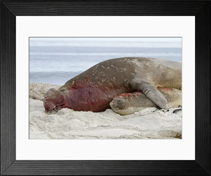 Framed Print : Picture No. 10892036 Framed Print : Picture No. 10892036
