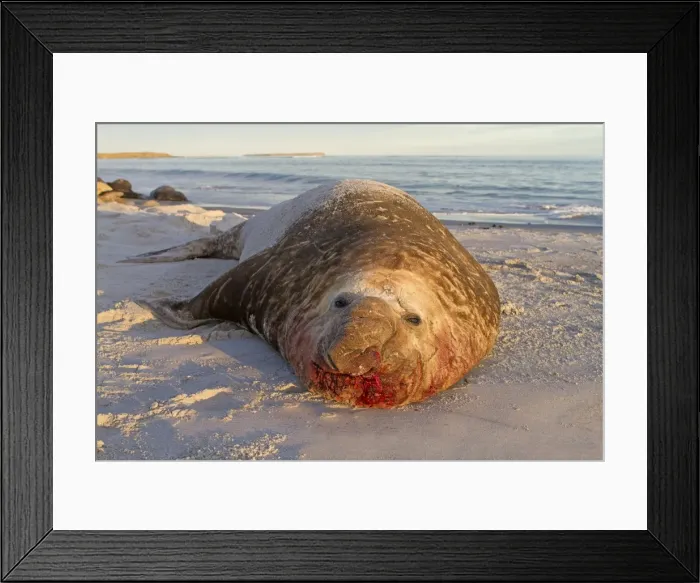 Framed Print : Picture No. 10892041 Framed Print : Picture No. 10892041