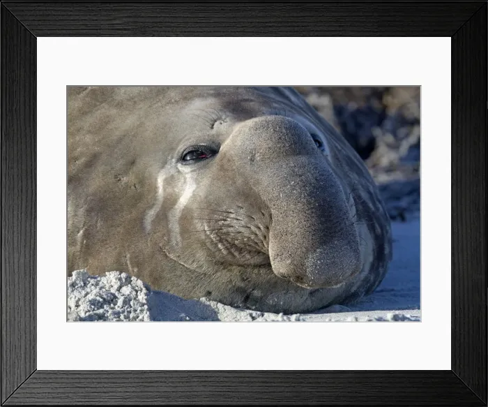 Framed Print : Picture No. 10892042