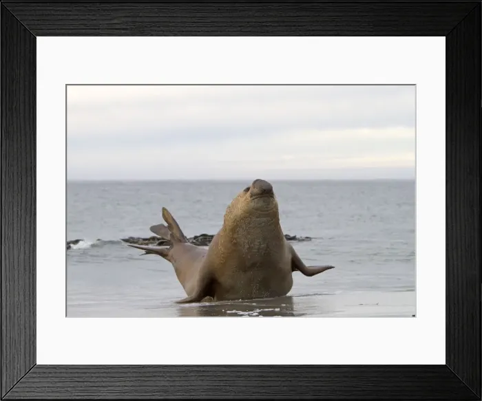 Framed Print : Picture No. 10892043 Framed Print : Picture No. 10892043