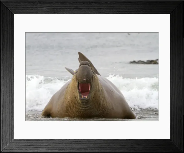 Framed Print : Picture No. 10892044 Framed Print : Picture No. 10892044